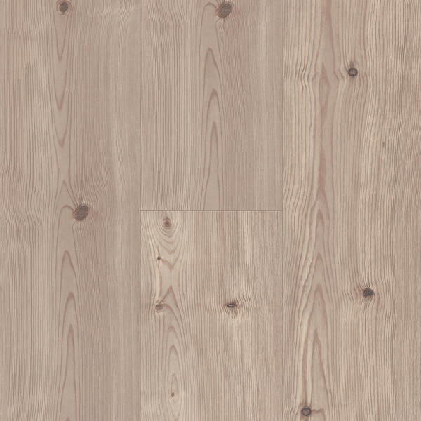 forest pine 62002827