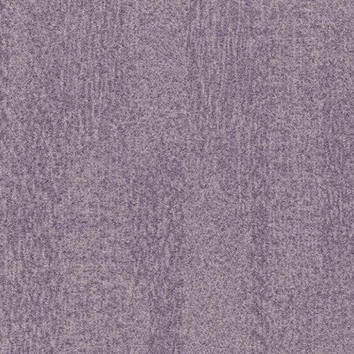 orchid t382027